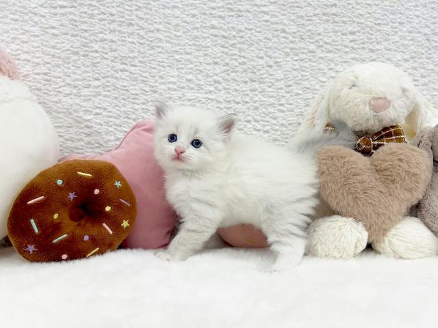 サイベリアンの写真4
