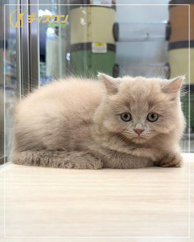 ブリティッシュロングヘアの写真3