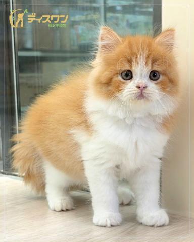 スコティッシュフォールドの写真4