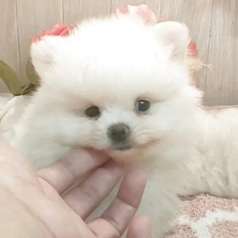 ポメラニアン
