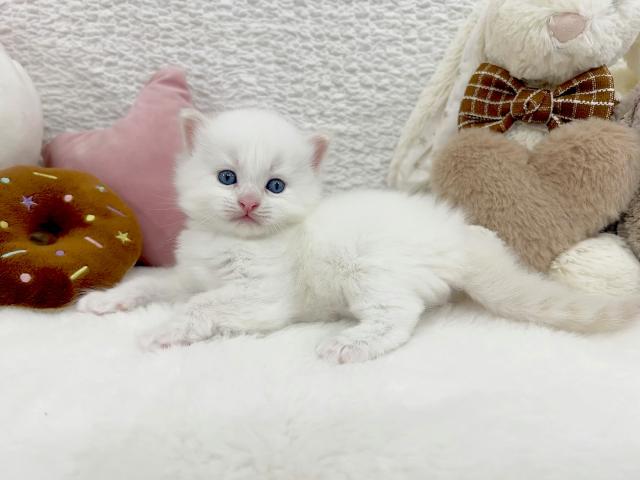 サイベリアンの写真6