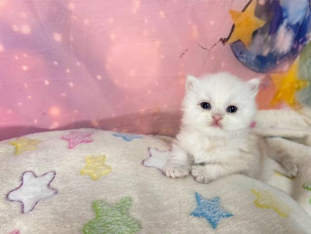 マンチカンの写真4