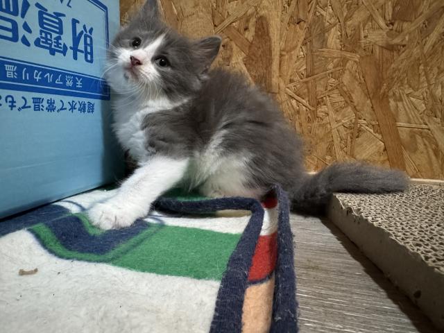 ラガマフィンの写真4