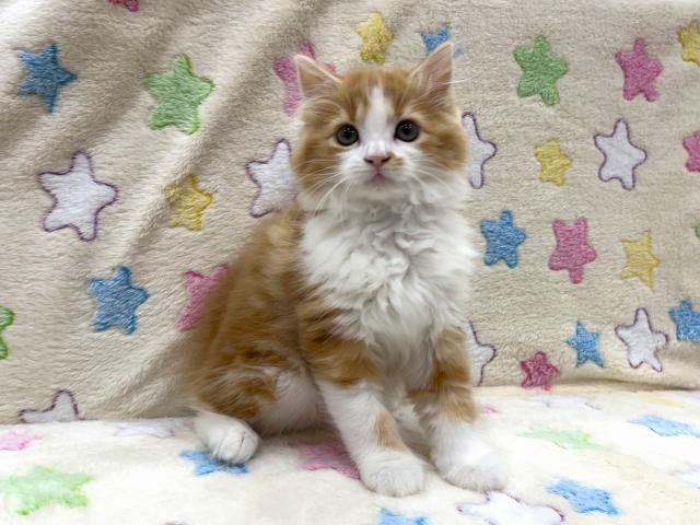 スコティッシュフォールド