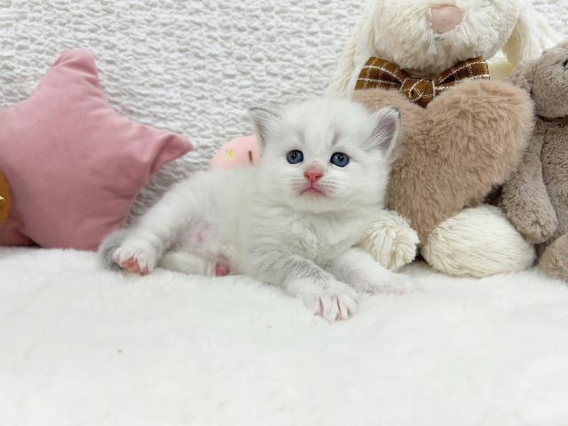 サイベリアンの写真4
