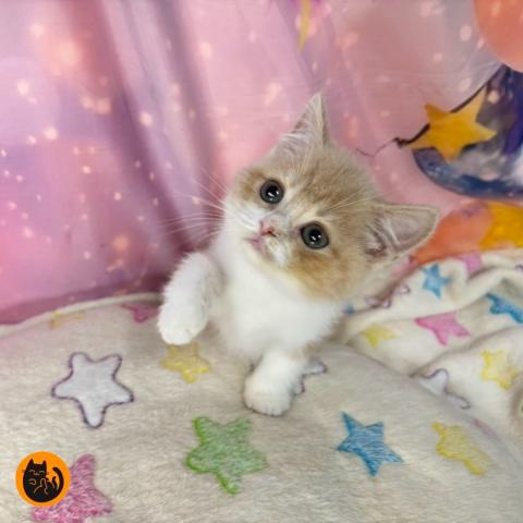 スコティッシュフォールド
