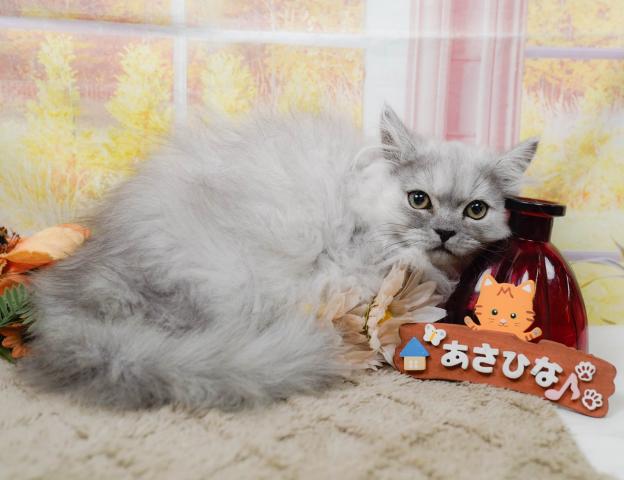 ペルシャ・ヒマラヤンペルシャの写真5