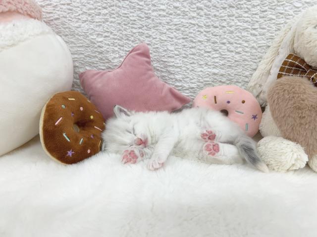サイベリアンの写真3
