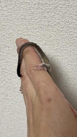 フクロモモンガ ノーマルhetクリミノの写真4