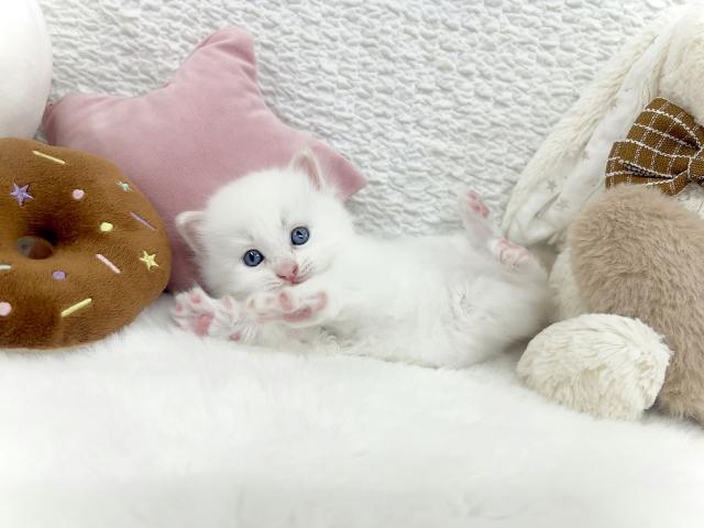 サイベリアンの写真5