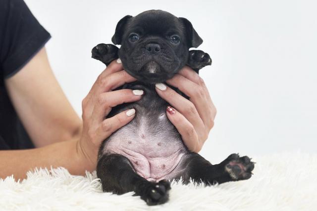 フレンチブルドッグの写真4