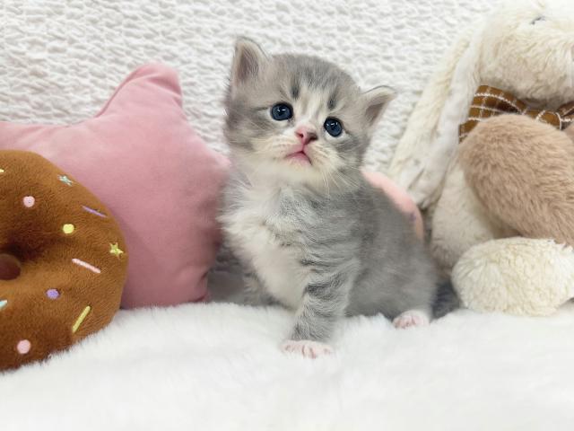 サイベリアンの写真5