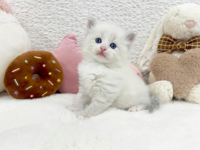 サイベリアンの写真5