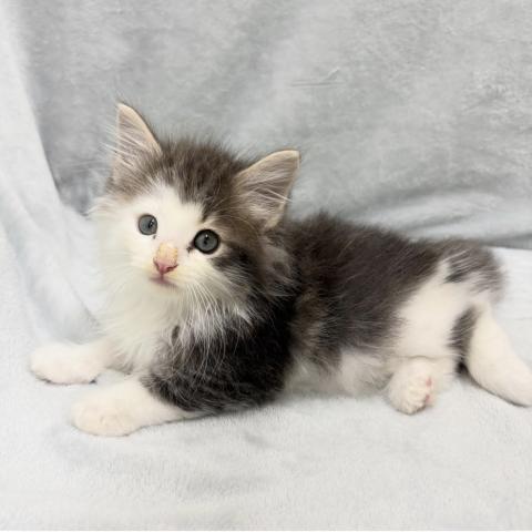 ノルウェージャンフォレストキャットの写真3