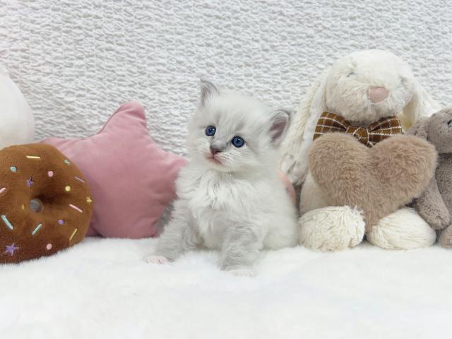 サイベリアンの写真5