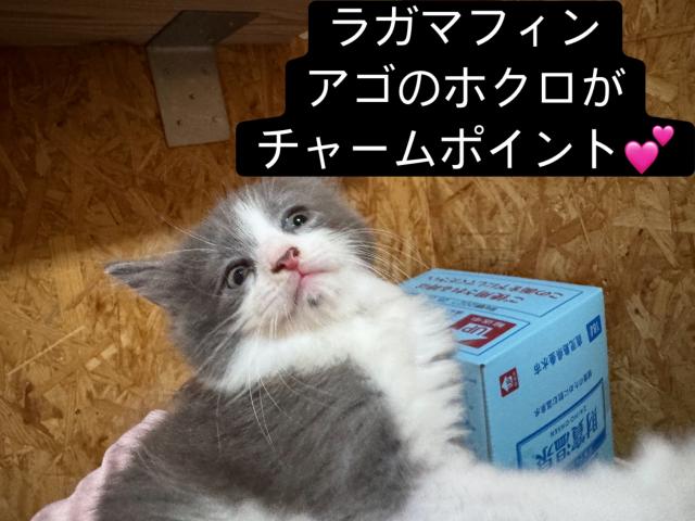 ラガマフィンの写真3