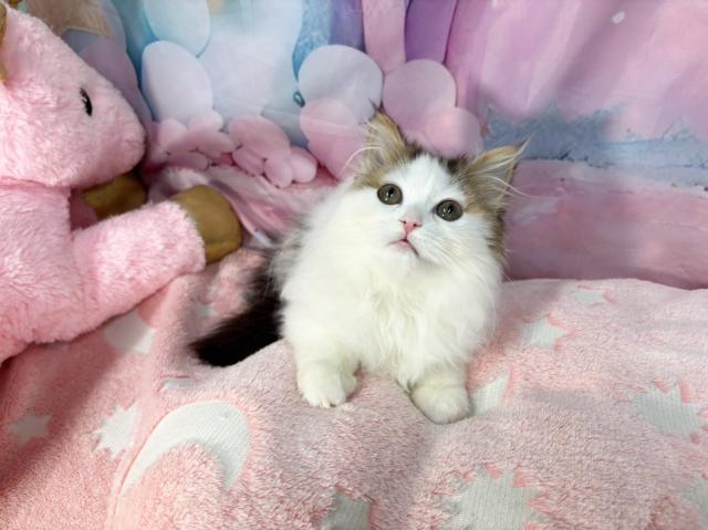 スコティッシュフォールドの写真2