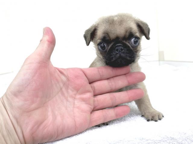 パグの写真3