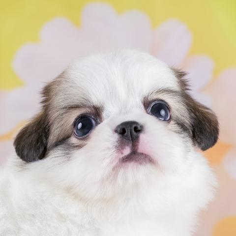 チワペキの写真2