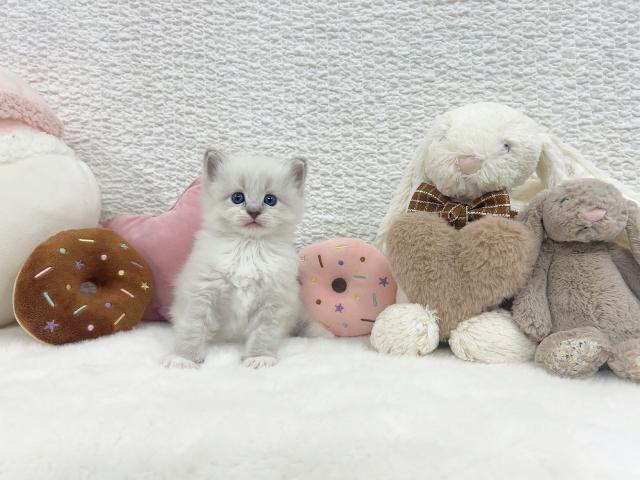 サイベリアンの写真2