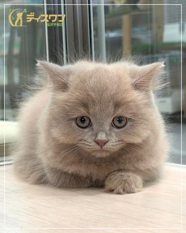 ブリティッシュロングヘアの写真2