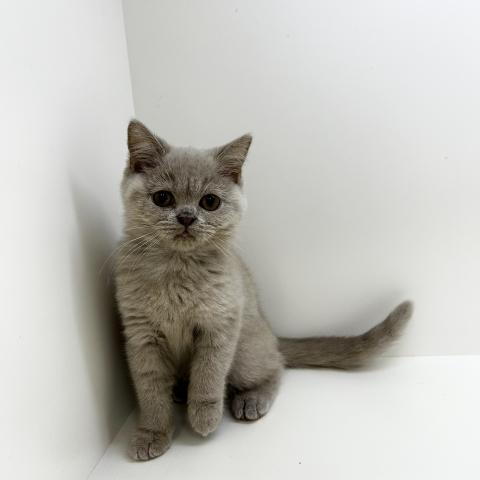 ブリティッシュショートヘアの写真3