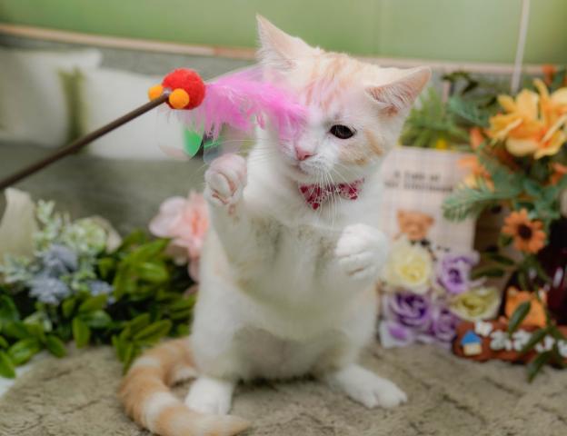 マンチカンの写真6