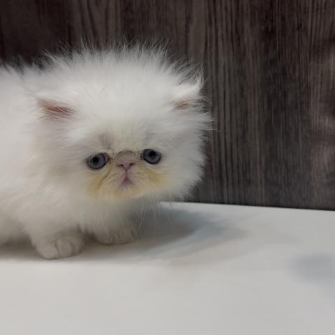 エキゾチックロングヘアーの写真2