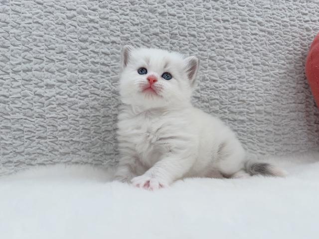 サイベリアン