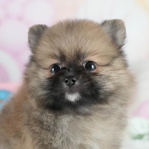 ポメラニアンの写真2