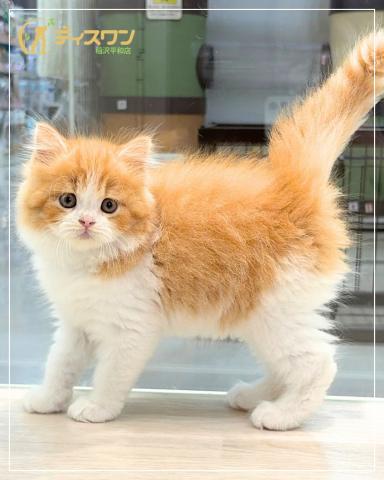 スコティッシュフォールドの写真5