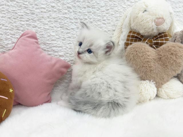 サイベリアンの写真6