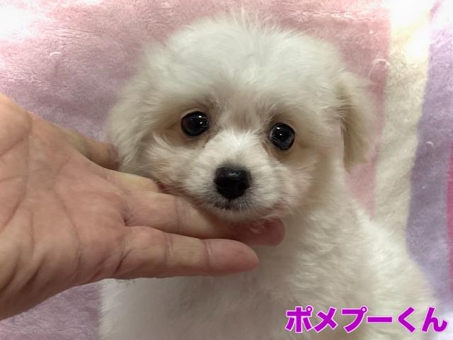 MIX【都城進出決定イベント開催中】タイニーサイズ確定のポメプーくん🌴おトイレを覚えた賢い子🌴お問い合わせ9件入ってます✨の写真2