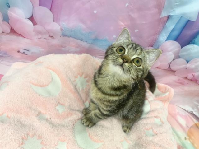 スコティッシュフォールドの写真2