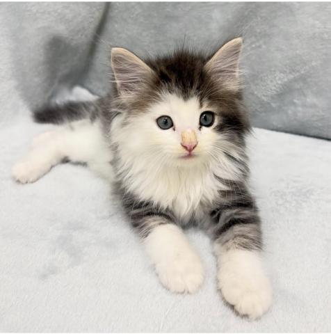 ノルウェージャンフォレストキャットの写真4