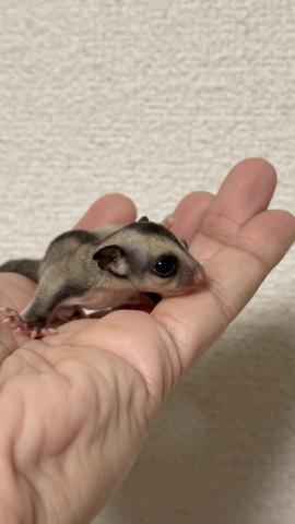 フクロモモンガ ノーマルhetクリミノの写真2