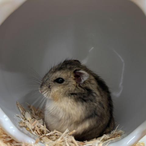 ハムスター の写真2