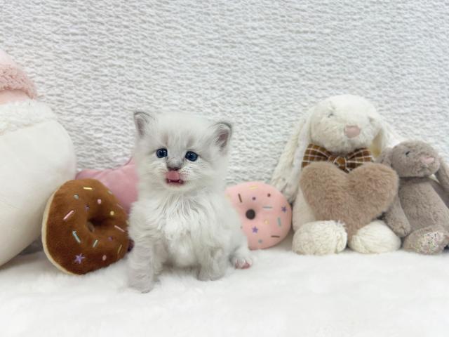 サイベリアンの写真3