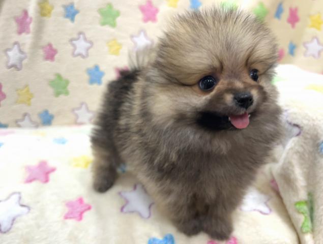 ポメラニアンの写真3