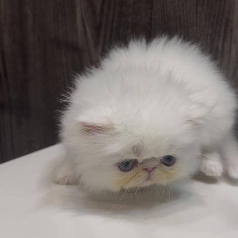 エキゾチックロングヘアーの写真3
