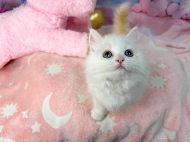 マンチカンの写真4
