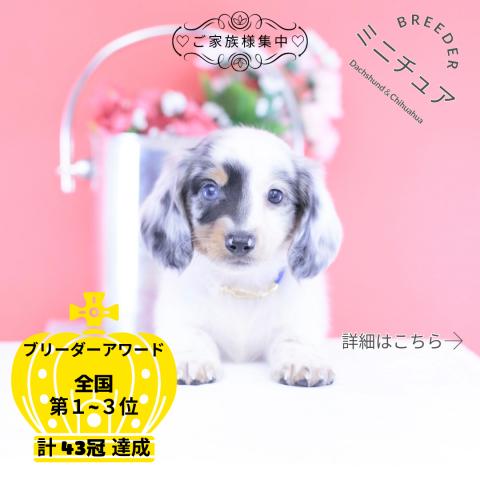 ミニチュアダックスフンド ロング