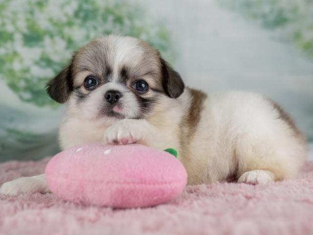 チワペキの写真3