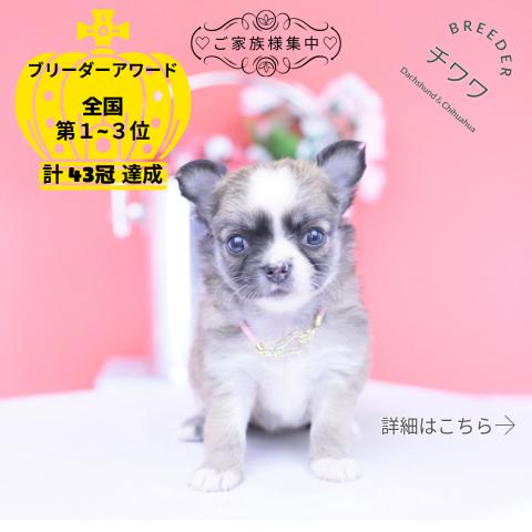 チワワ　ロング