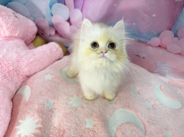 スコティッシュフォールドの写真5