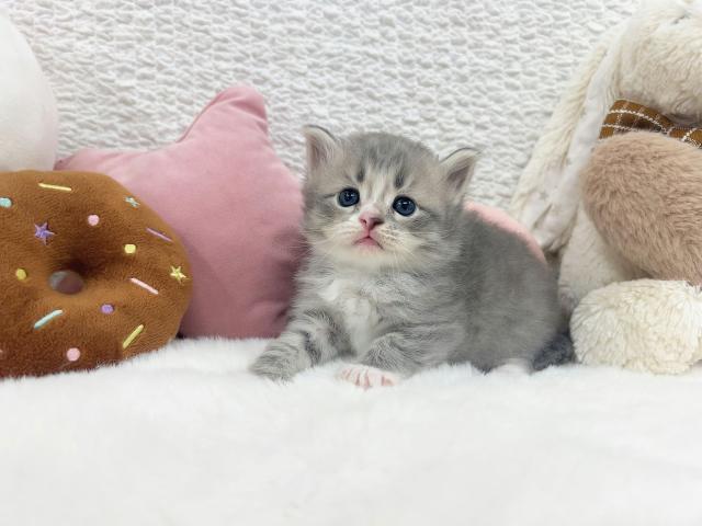 サイベリアンの写真4