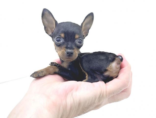ミニチュアピンシャーの写真2