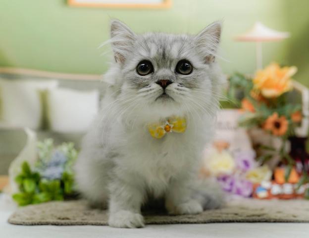 ペルシャ・ヒマラヤンペルシャの写真5