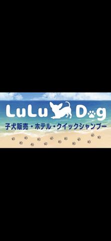Lu Lu Dog