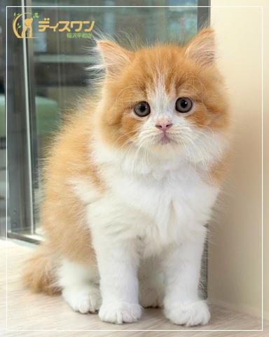 スコティッシュフォールドの写真3